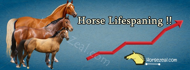 How Long Do Horse Live