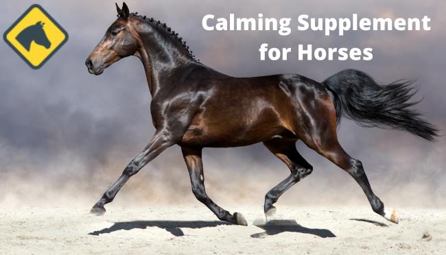 Best calming supplement for horses