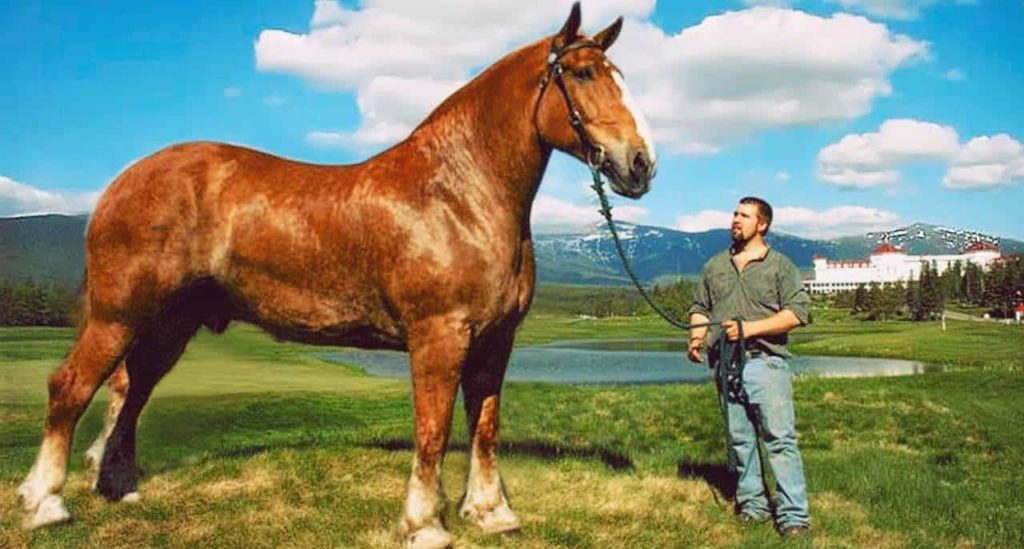 big jake horse weight