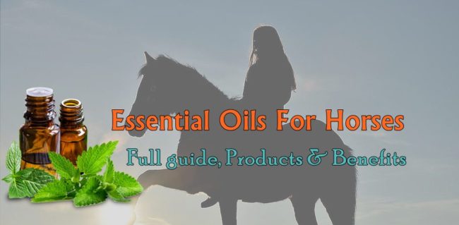Best Essential Oils For Horses