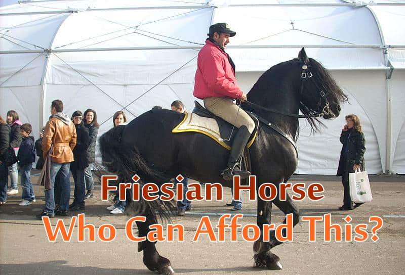 Friesian Horse Price
