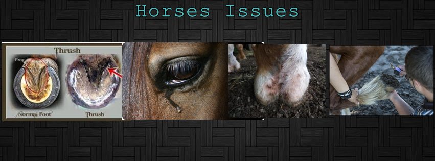 horses issues