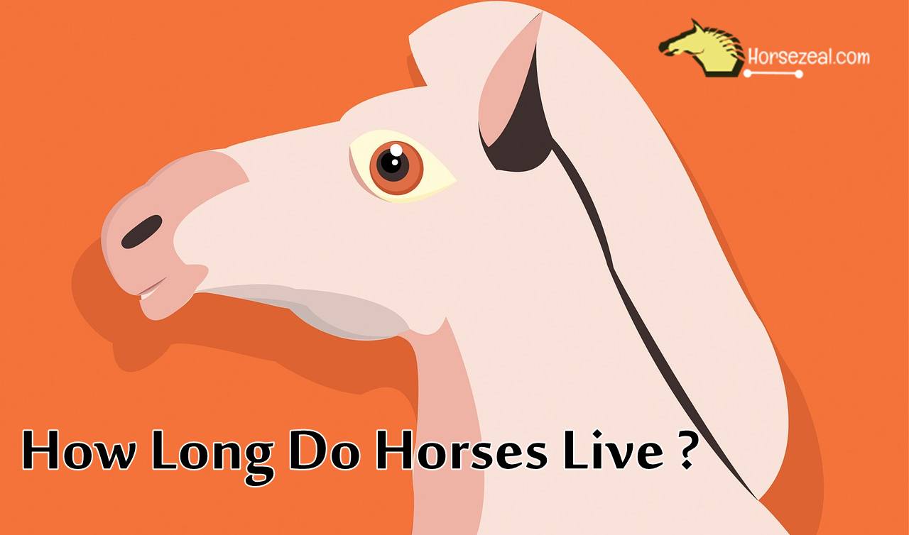 how long do horses live