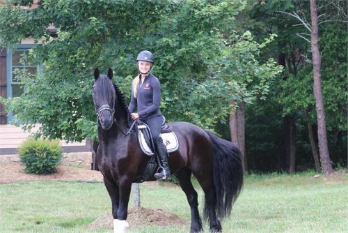 Friesian Horse for Sale