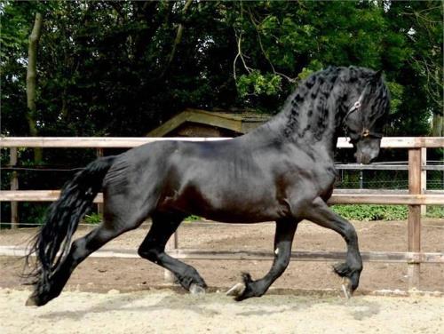 Tukker STER Friesian Horse