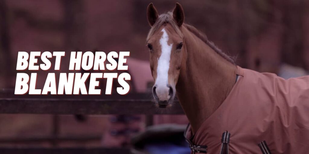 10 Best Horse Balnkets for all Seasons (Winter & Rain)
